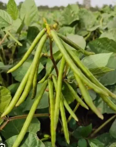 GreenGram Seeds