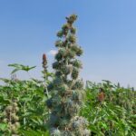 Hybrid Castor Seeds