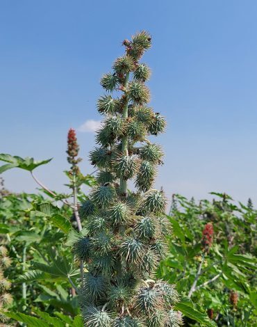 Hybrid Castor Seeds