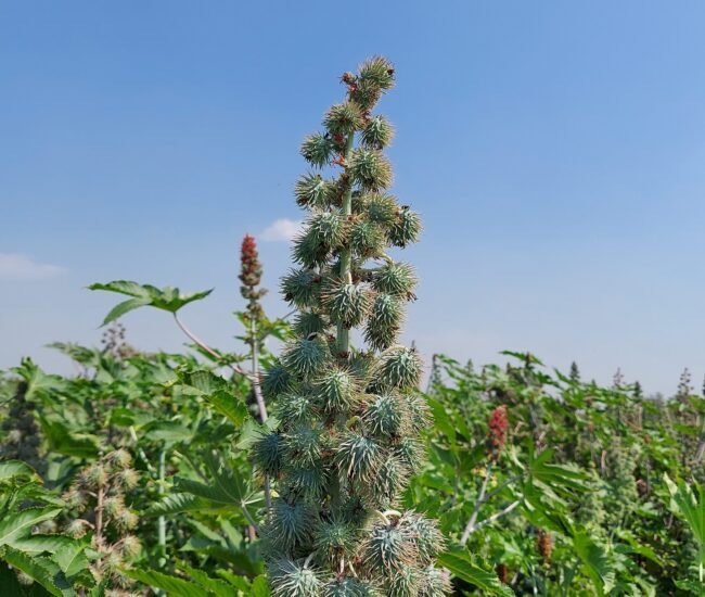 Hybrid Castor Seeds