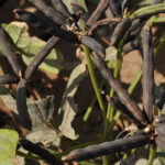 Blackgram Farming with AgriBee Blackgram