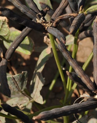 Blackgram Farming with AgriBee Blackgram