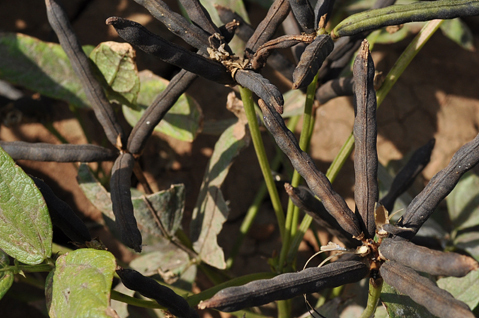 Blackgram Farming with AgriBee Blackgram