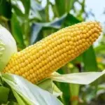 Hybrid Maize Seeds