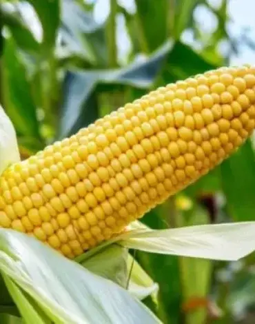 Hybrid Maize Seeds