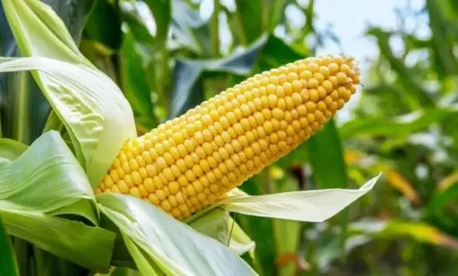 Hybrid Maize Seeds