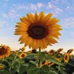 Sunflower Seeds