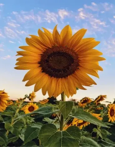Sunflower Seeds