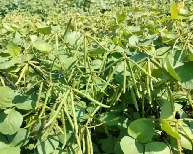 GreenGram Seeds Farming