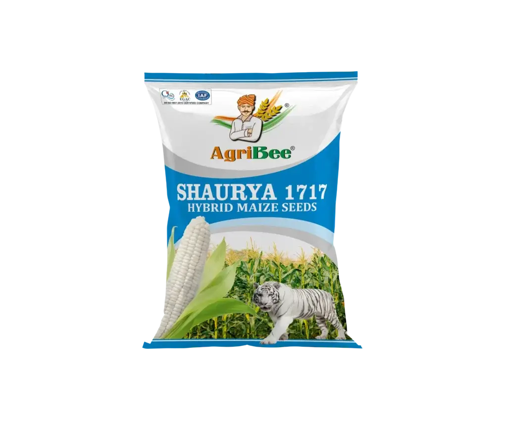 White Maize Shaurya 1717