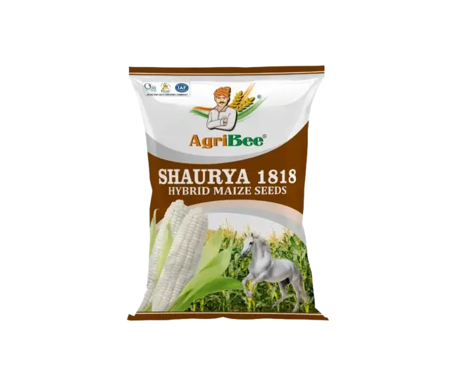 White Maize Shaurya 1818 4 White Maize Shaurya 1818