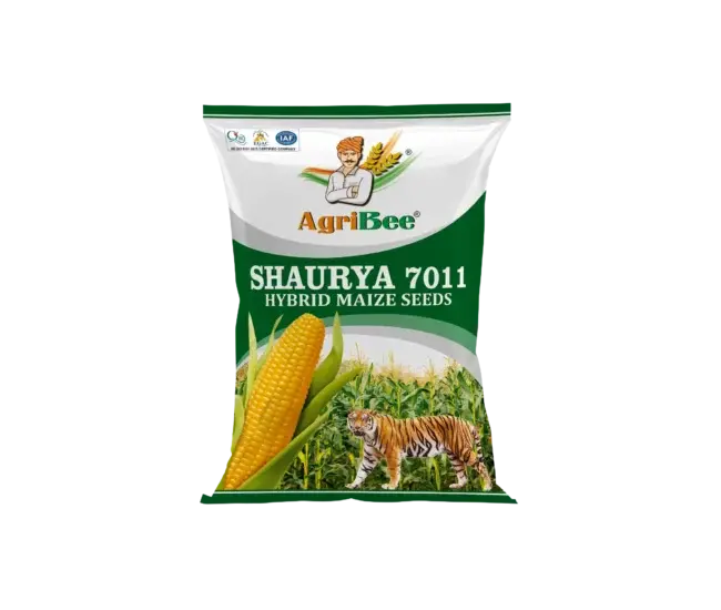 Yellow Maize Shaurya 7011 1 Yellow Maize Shaurya 7011