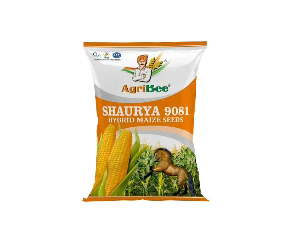 Yellow Maize Shaurya 9081 seller in gujarat