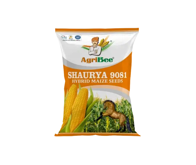 Yellow Maize Shaurya 9081 2 Yellow Maize Shaurya 9081 seller in gujarat