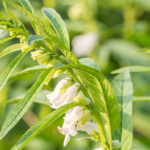 sesame seeds farming - AgriBee Seeds