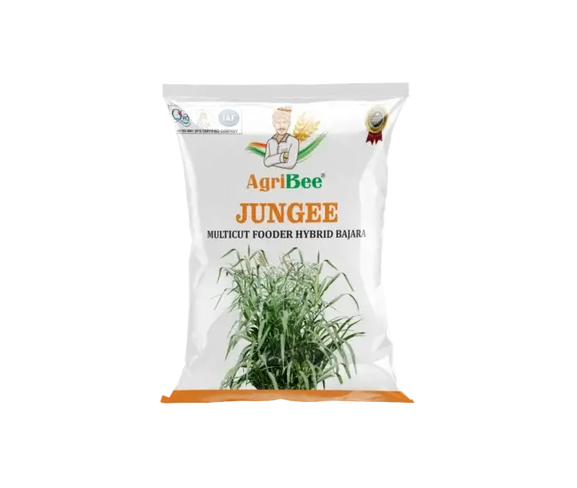 Fodder Bajra - Jungee