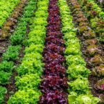 Vegetable Seeds in India