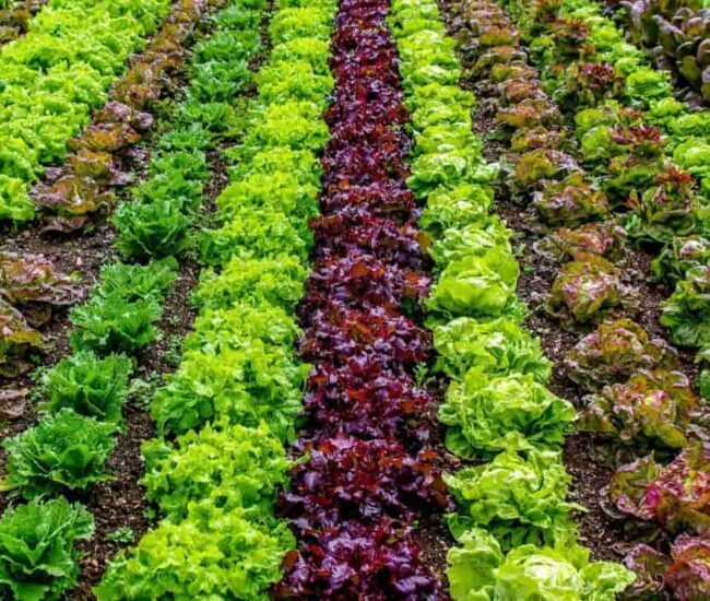 Vegetable Seeds in India