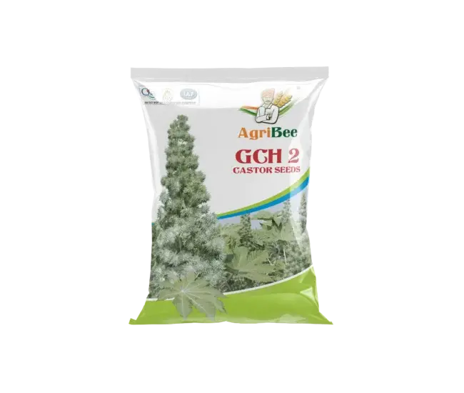 Castor Seeds GCH-2