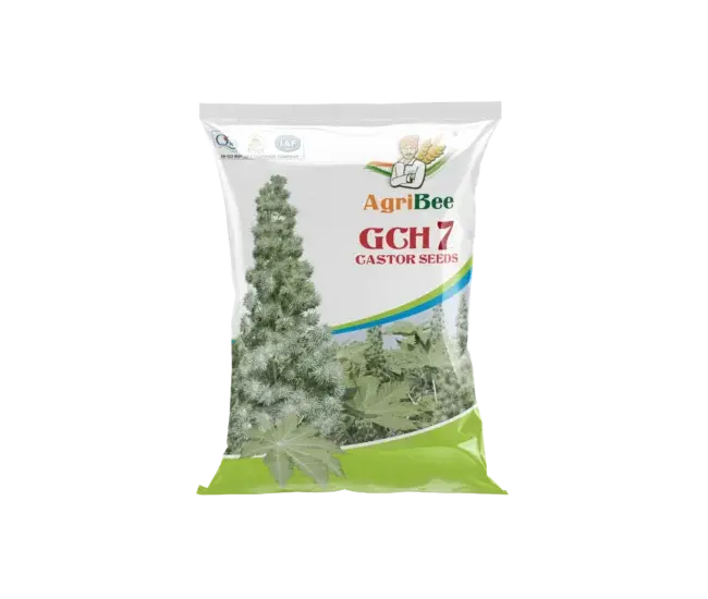 Castor Seeds GCH-7