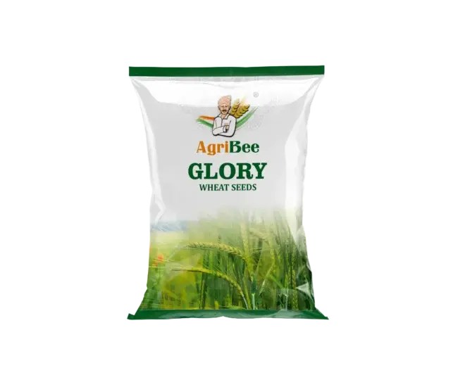 Wheat Seeds Glory