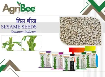 Watermelon & Muskmelon Hybrids