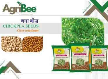 Beetroot & Spinach (Palak) Seeds