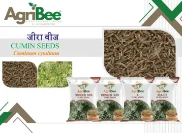 Onion Seeds - Siddhi Red & White