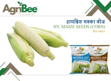 Fennel (Variyali) & Fenugreek Seeds