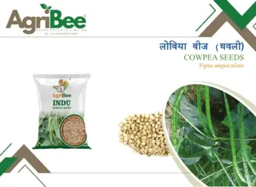 Castor Seeds - High Yielding Hybrids