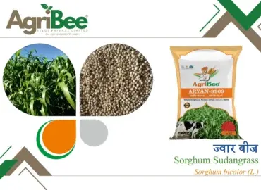 Wheat (Gehun) Seeds - Sona & Glory