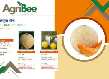 Hybrid Maize (Makka) Seeds