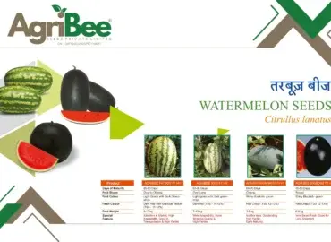 Pearl Millet (Bajra) Hybrids