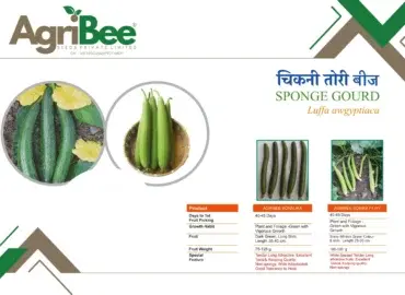 Gram / Chickpea Seeds - Shiva 33