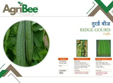 Green Gram (Moong) Seeds