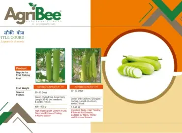 Pigeon Pea (Arhar / Tuver) - Surbhi