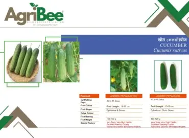 Cowpea (Chawli) Seeds - Indu