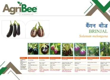 Soybean Seeds - Sunrise & Sunfarm