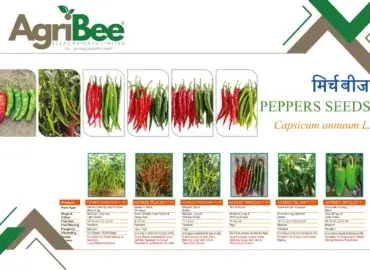 Forage / Green Fodder Grass Seeds