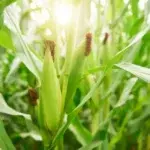 AgriBee Hybrid Maize Seeds