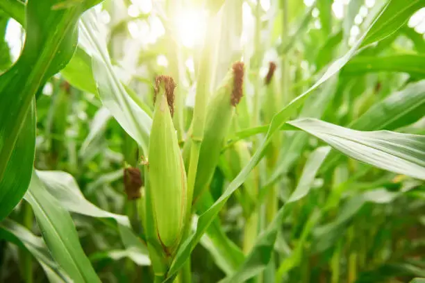 AgriBee Hybrid Maize Seeds