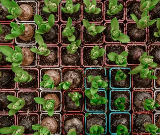 Confused About Which Seed to Plant: Hybrid or Non-Hybrid? 3 Hybrid or Non-Hybrid
