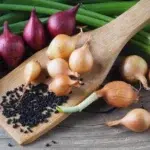 Onion Farming in India