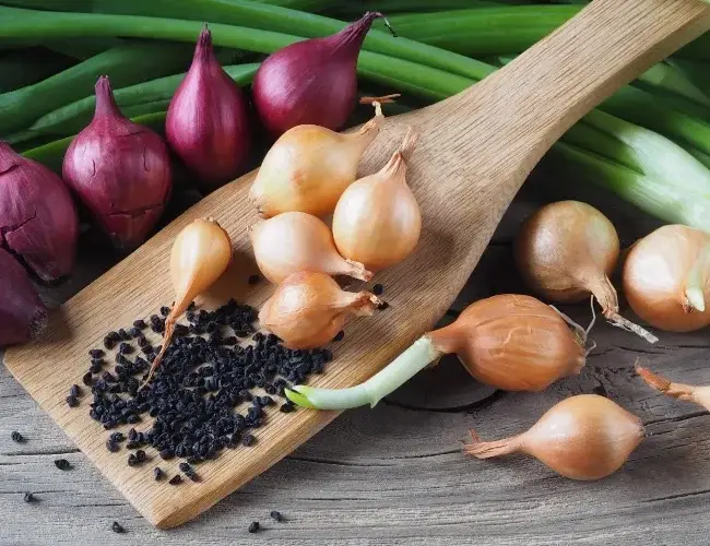 Onion Farming in India