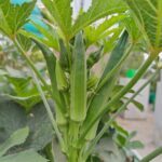 AgriBee 927 Hybrid Okra Seeds