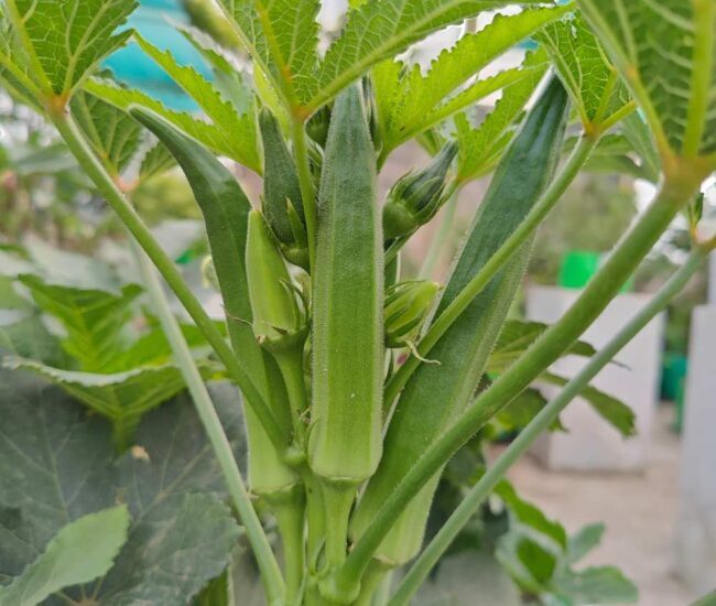 AgriBee 927 Hybrid Okra Seeds