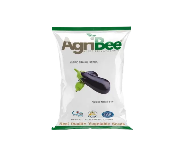 Brinjal Seeds AgriBee Noor