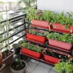 F1 Hybrid Kitchen Garden Seeds
