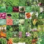 best seeds India