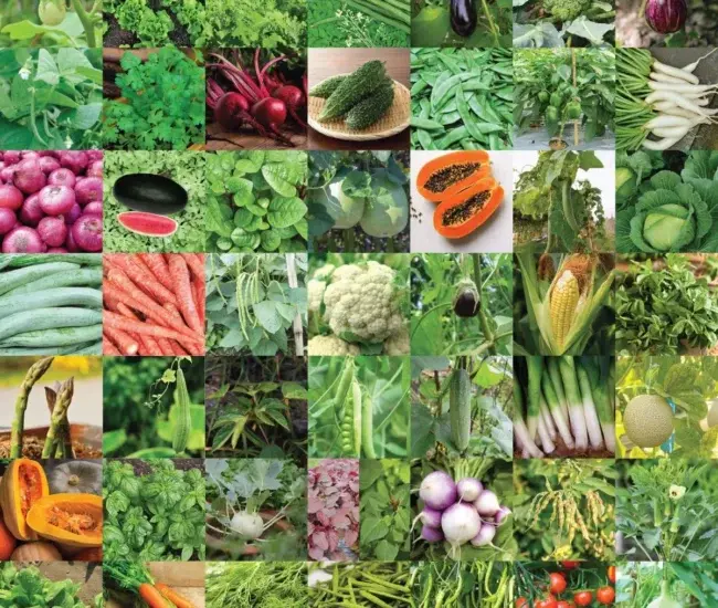 best seeds India